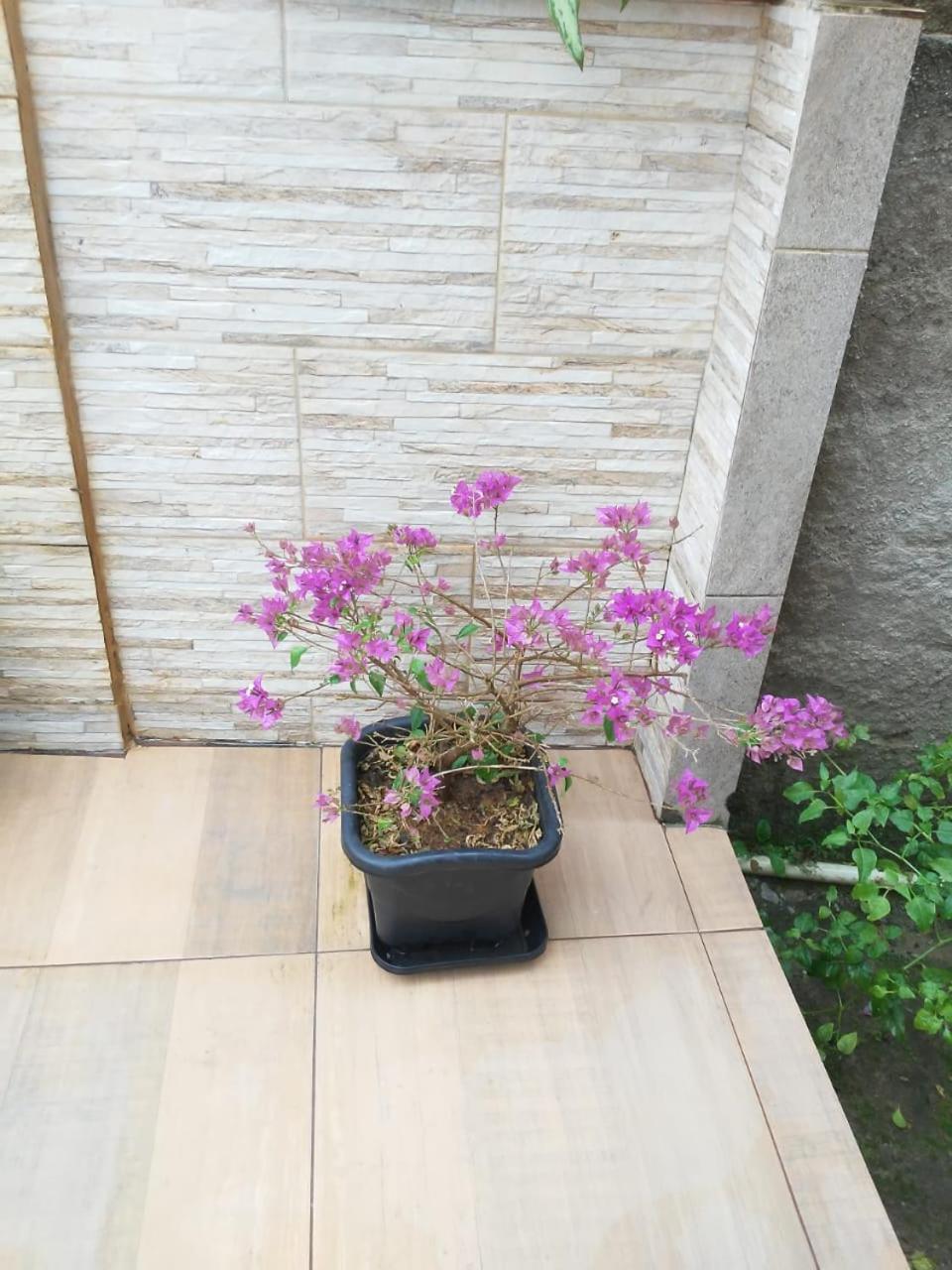 Quarto Casa Frederico 도밍고스 마르틴스 외부 사진